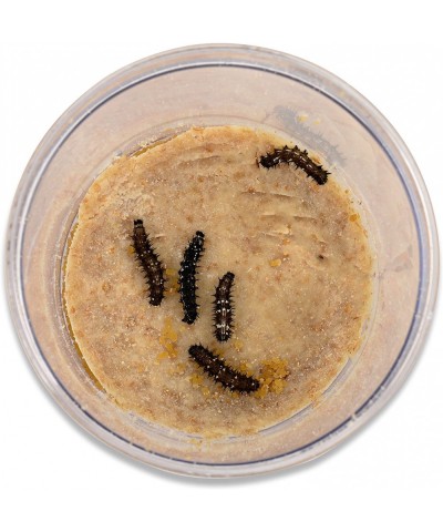 Store 5 Live Caterpillars Shipped Now- Butterfly Kit Refill $30.11 Habitat Science Kits