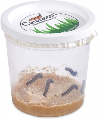 Store 5 Live Caterpillars Shipped Now- Butterfly Kit Refill $30.11 Habitat Science Kits