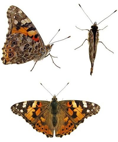 Store 5 Live Caterpillars Shipped Now- Butterfly Kit Refill $30.11 Habitat Science Kits