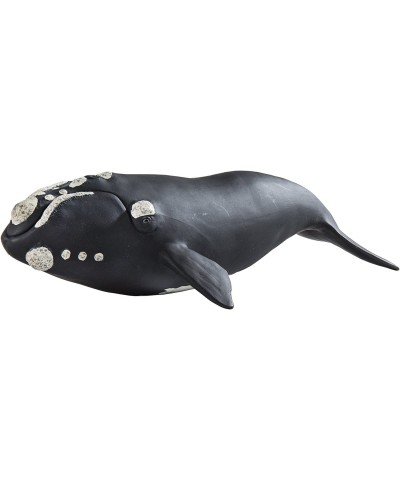 Right Whale – Realistic Hand Painted Toy Figurine Model – Quality Construction from Phthalate Lead and BPA Free Materials – F...