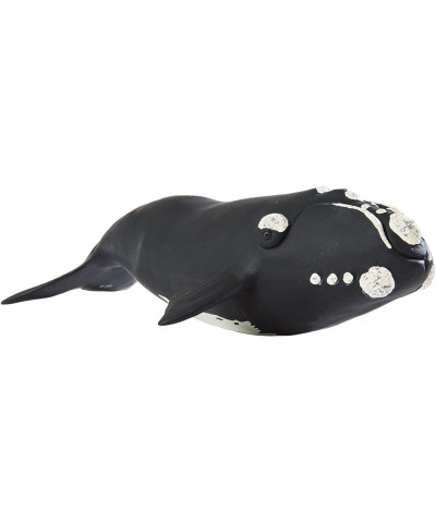 Right Whale – Realistic Hand Painted Toy Figurine Model – Quality Construction from Phthalate Lead and BPA Free Materials – F...