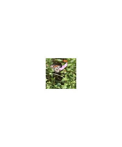 SS-KG Plant Germination Kits 1 Count (Pack of 1) Kaleidoscope Flower Garden $19.04 Prisms & Kaleidoscopes