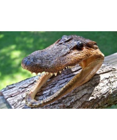 Gator Head 5-6 Inch Real Alligator Head (2 Pack) $58.40 Miniature Novelty Toys