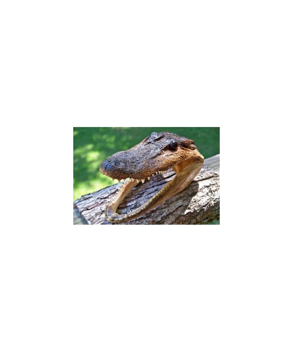 Gator Head 5-6 Inch Real Alligator Head (2 Pack) $58.40 Miniature Novelty Toys