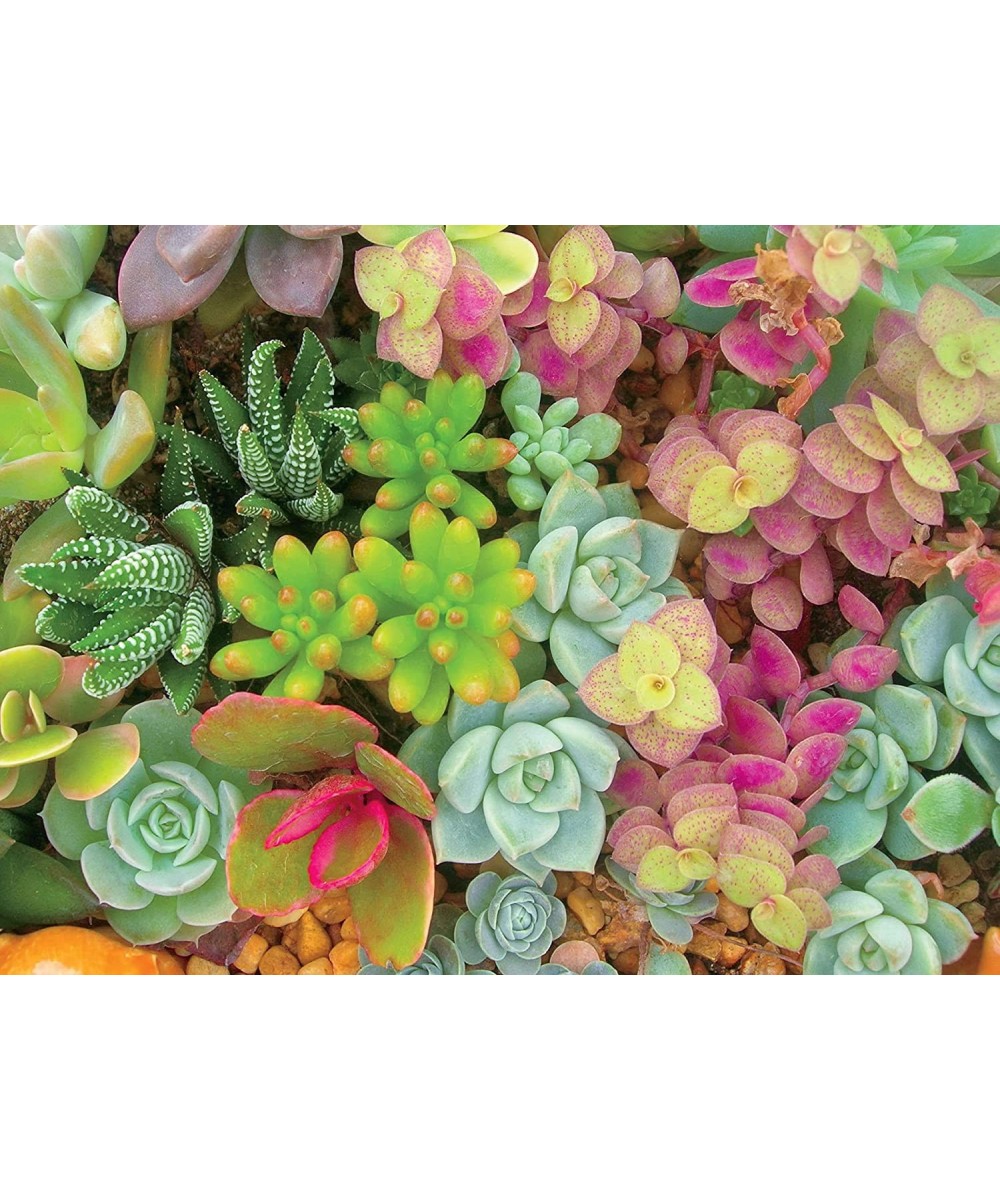 Succulents - Bright Succulents - Oversized 300 Piece Jigsaw Puzzle $21.15 Jigsaw Puzzles